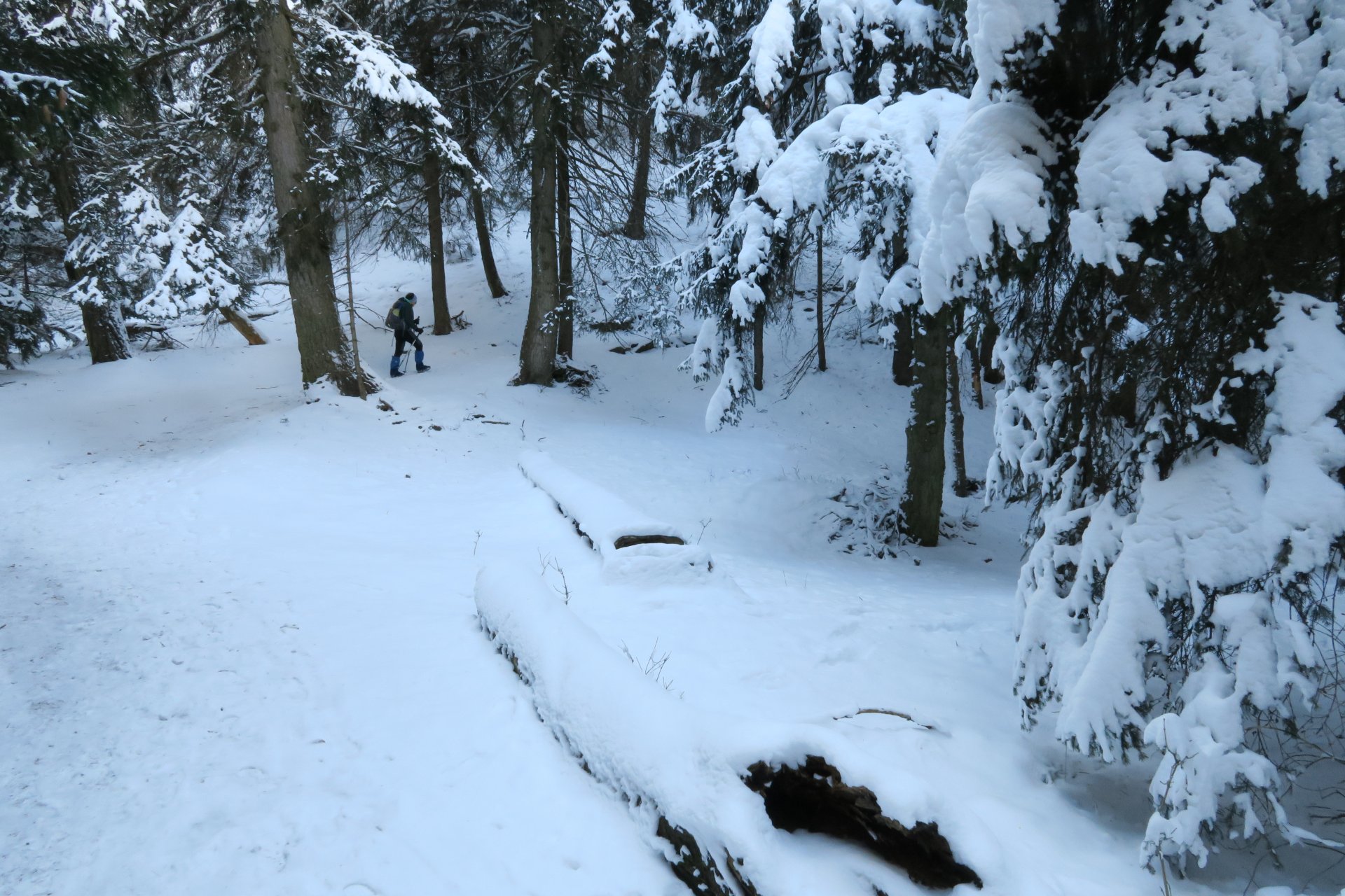 Nel bosco innevato