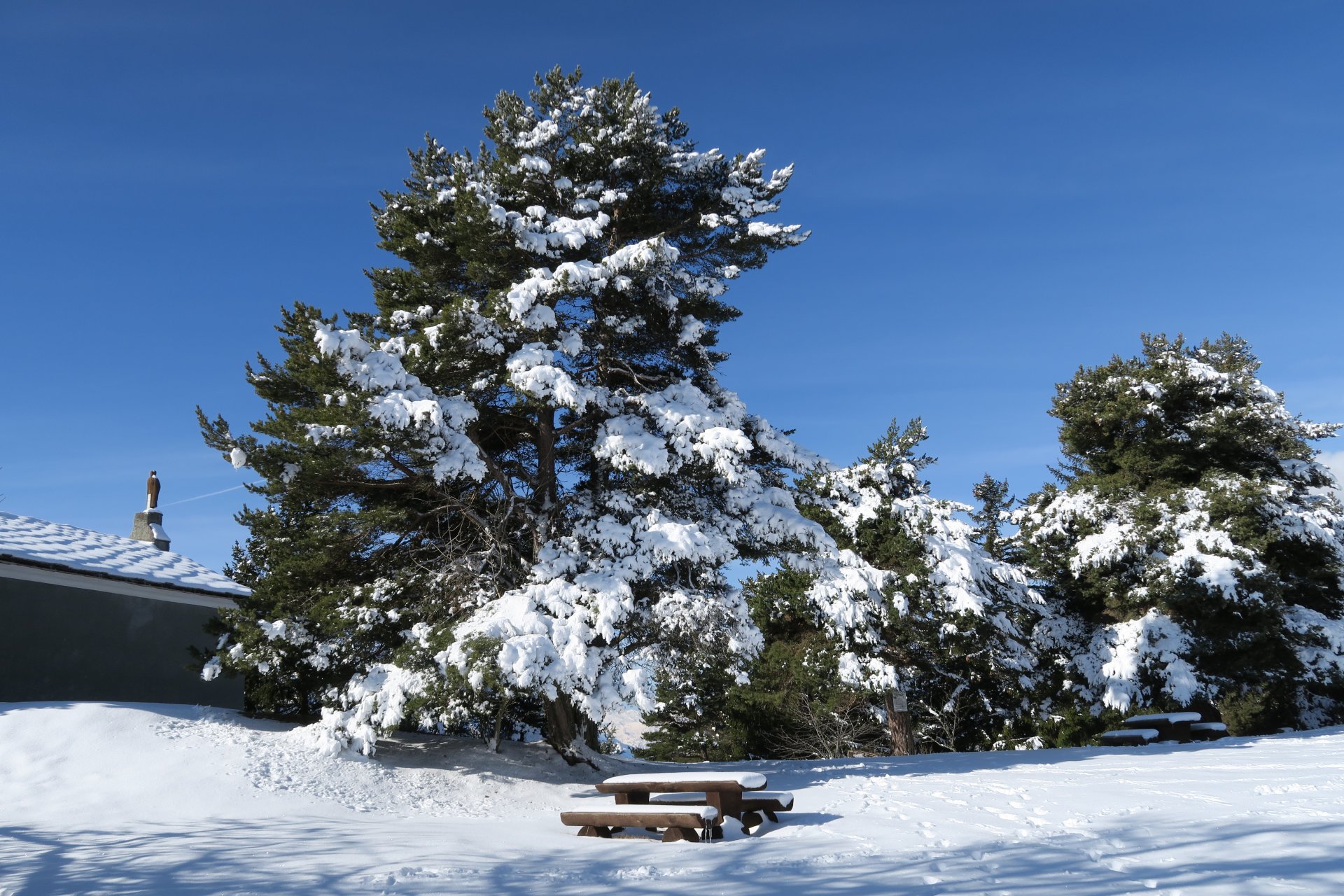 Alberi innevati