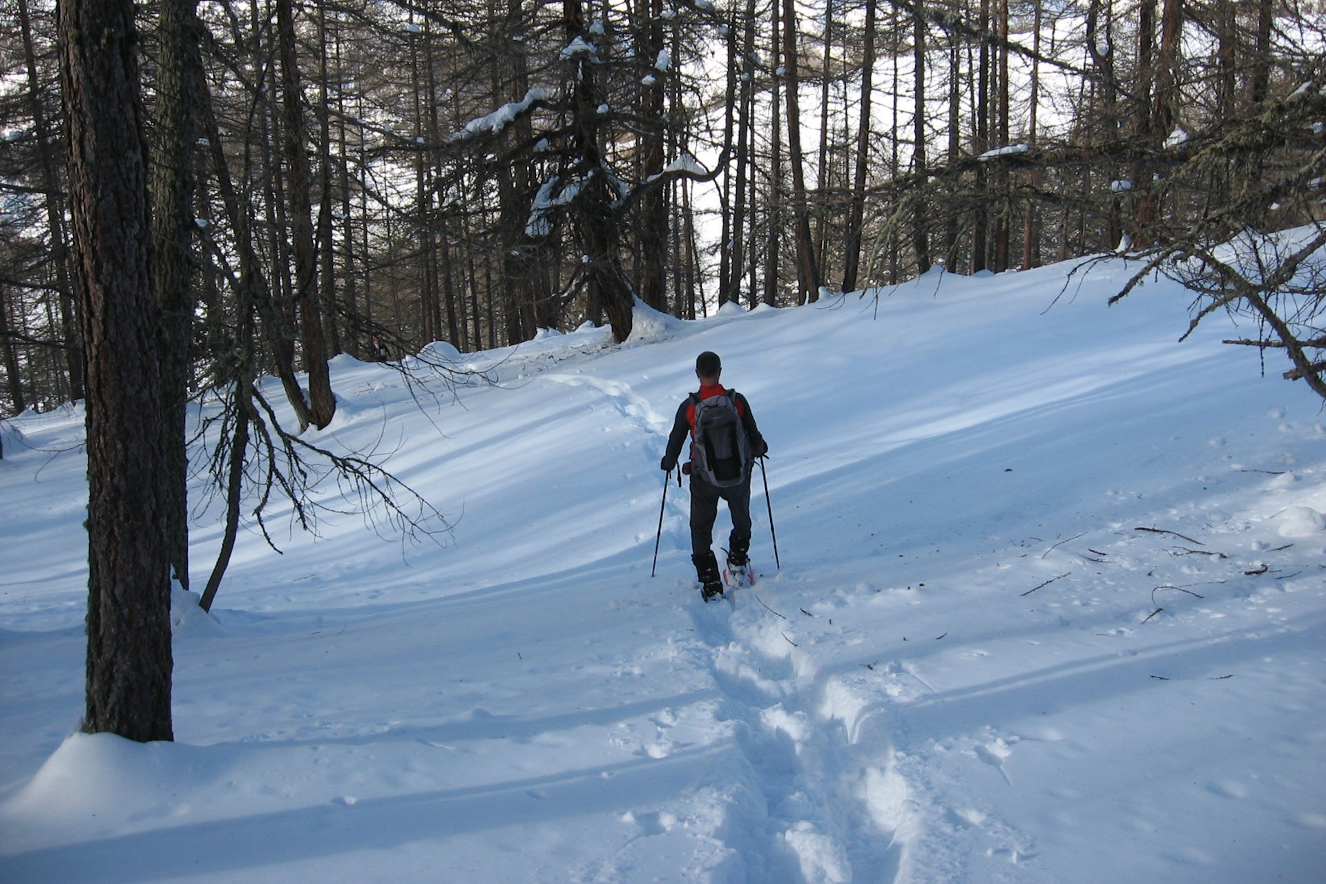 Nel rado bosco di larici