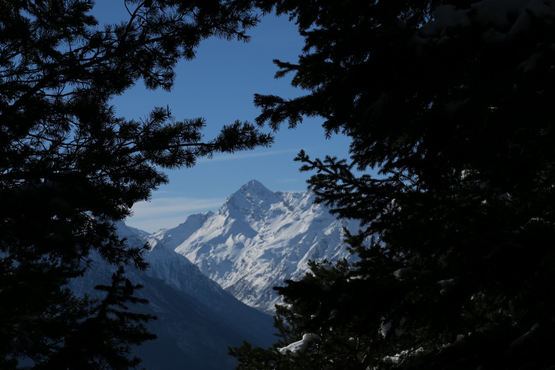 La Tersiva tra gli alberi